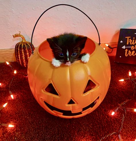 Halloween Cat Decorations, Cats Halloween Costumes, Wooden Black Cats, Cat Carving Pumpkin, Pumpkin Cat Carving, Fall Backrounds, Gato Halloween, Pumpkin Cats, Cats Black And White