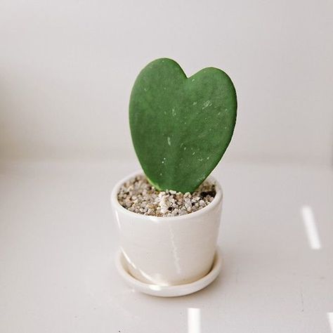 Hoya sweetheart cactus Valentine Heart Succulent, Pencil Plant, Heart Cactus, Cactus Heart, White Pots, Kaktus Dan Sukulen, Hoya Kerrii, Heart Plant, Hoya Plant