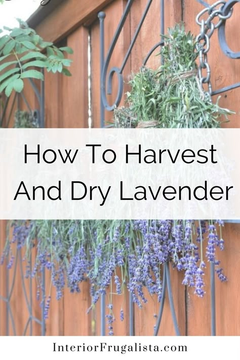 Drying Lavender Diy, What To Do With Fresh Lavender, How To Dry Lavender, Dried Lavender Uses, Dried Lavender Decor, Lavender Drying, Drying Lavender, Uses For Lavender, Lavender Ideas