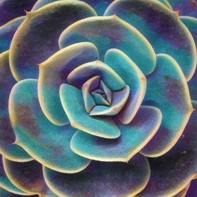 Succulent Painting, Blue Succulents, Pastel Minimalist, Purple Succulents, Border Plants, Color Fields, Rare Succulents, Plant Wall, Landscape Wall Art