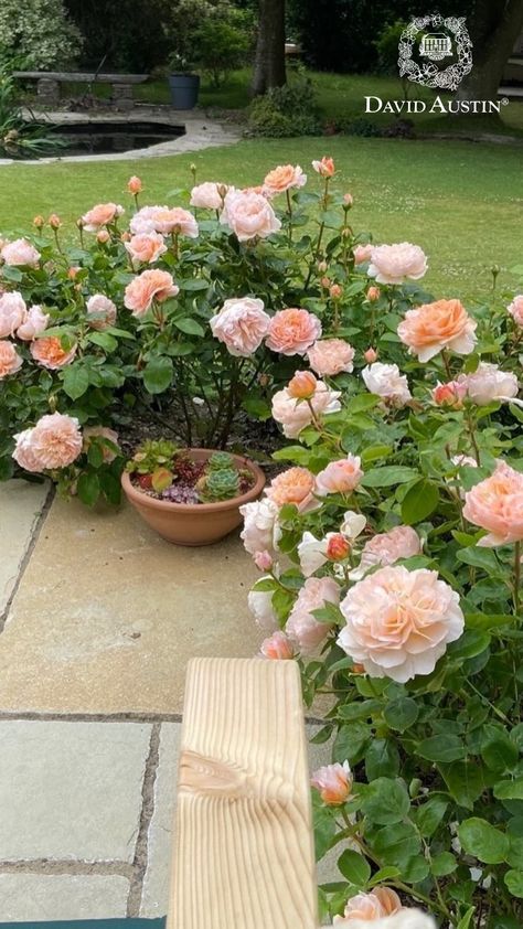 Our customer's gardens are a true testament to the exquisite beauty of David Austin roses. Whether planted in borders, pots, or left to ramble wild, our English roses bloom magnificently, showcasing their splendour.  Don't forget to share your stunning garden with us by uploading your pictures to our inspiration gallery.  #davidaustinroses #gardeninspiration Rose Garden In Pots, Italian Rose Garden, Small Garden Flower Ideas, Peonies And Roses Garden, Boscobel Rose David Austin, Roses In Raised Beds, Rose Beds Garden Ideas, Rose Bushes Landscape, Rose Garden Ideas Backyards