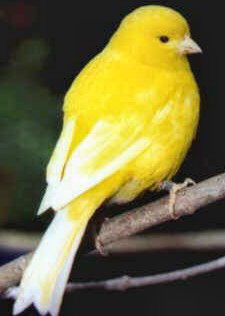 Picture of a Fife Fancy Canary Bird Breeds, Canary Birds, Parakeets, Yellow Bird, Pet Bird, All Birds, Exotic Birds, Pretty Birds, Colorful Birds