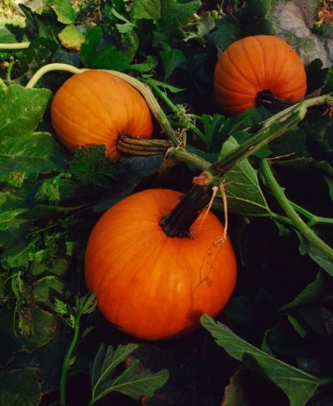 When To Plant Pumpkins, Pumpkin Trellis, Squash Trellis, Trellis Netting, Pumpkin Vine, Planting Pumpkins, Growing Pumpkins, Garden Vines, Plant Spacing