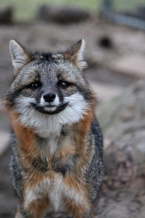 Everything Fox           - This is a grey fox Fuchs Baby, Photo Animaliere, Grey Fox, Wild Dogs, Cute Fox, Sweet Animals, Animal Photo, Nature Animals, 귀여운 동물