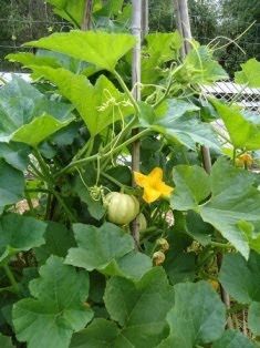 Vining mini pumpkins to cover the chain-link fence Fence Cover, Flowers From Seed, Teepee Trellis, Horticulture Therapy, Pumpkin Varieties, Preschool Garden, Backyard Fence, Tee Pee, Growing Pumpkins