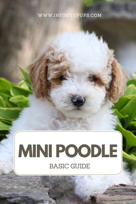 Mini Poodle Puppy, Mini Poodle, Mini Poodles, Poodle Puppy, A Puppy, Bring It, To Learn, Puppies