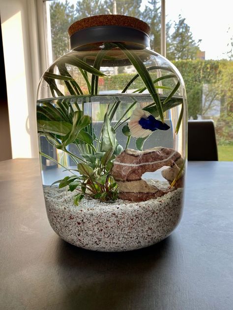 Small Fish Tank Ideas, Betta Fish Tank Ideas, Cool Fish Tank Decorations, Betta Fish Bowl, Tank Terrarium, Water Terrarium, Fish Tank Themes, Taman Air, Fish Tank Terrarium