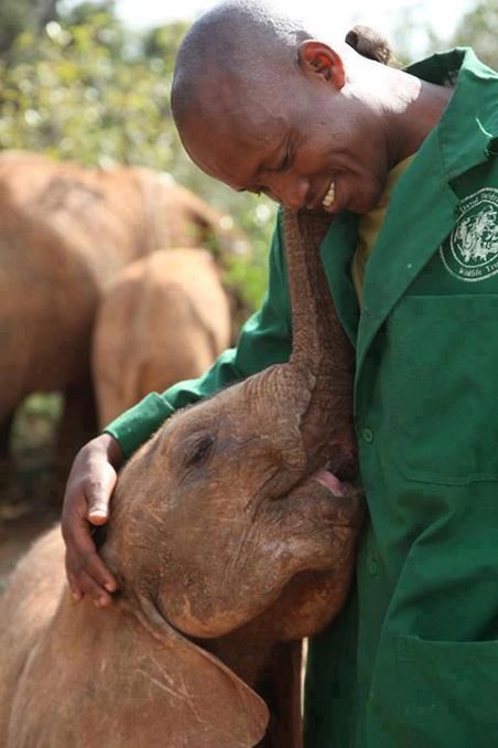 Sheldrick Wildlife Trust, Cele Mai Drăguțe Animale, Elephant Love, An Elephant, 인물 사진, Sweet Animals, The Animals, Baby Elephant, 귀여운 동물