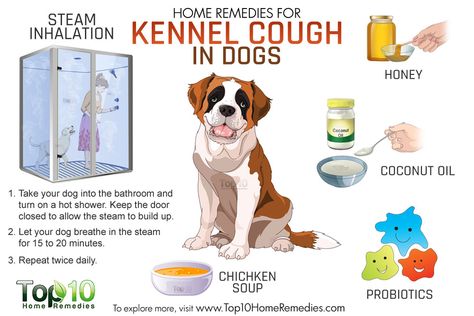 Dog Congestion Remedies, Cough Medicine For Dogs, Dog Sick, Cough Remedies For Kids, Dog Coughing, Kennel Cough, Pet Remedies, Top 10 Home Remedies, Coconut Oil For Dogs