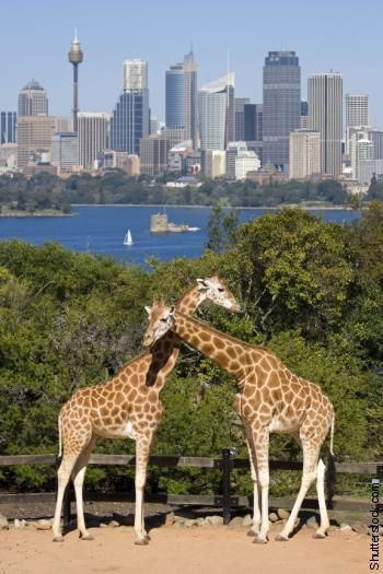 Animals Kissing, Giraffe Pictures, Cute Giraffe, Jolie Photo, Giraffes, Sweet Animals, Spirit Animal, Beautiful Creatures, Animal Kingdom