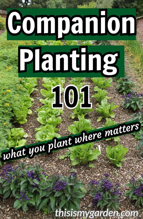 Vegetable Flowers, Companion Planting Vegetables, Planting Garden, Vegetable Garden Beds, Companion Gardening, Garden Companion Planting, Tattoo Plant, Garden Layout Vegetable, Vegetable Garden For Beginners