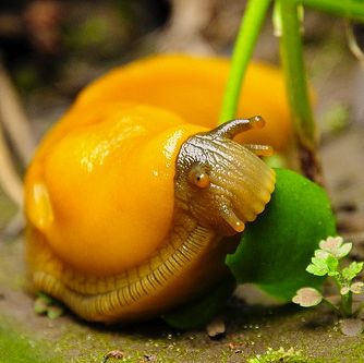 ˚Banana Slug Animal Planet Toys, Banana Slug, Pet Snails, Molluscs, Cerámica Ideas, Sea Slug, Beautiful Bugs, Creepy Crawlies, Bugs And Insects