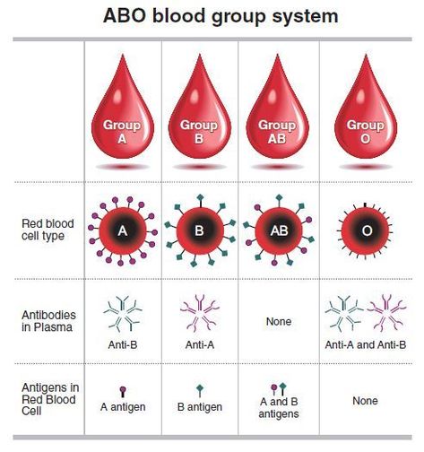 Blood Physiology, Abo Blood Group System, Blood Type Chart, Temperament Types, Blood Type Personality, Medical Terminology Study, Blood Types, Type Personality, Blood Group