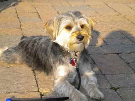 Snorkie (Schnauzer-Yorkie mix) Info, Temperament, Puppies, Pictures Grooming Yorkies, Puppies Pictures, Schnauzer Mix, Yorkie Mix, Toy Dogs, Dog Haircuts, Black Nose, Dog Cuts, Eyes Black