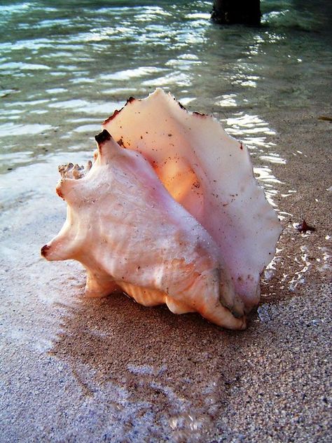 Conch Shell | Taken in South Water Caye, Belize. Conch shell… | Flickr Fauna Marina, She Sells Seashells, I Love The Beach, Shell Beach, Conch Shell, Shell Art, Ocean Life, A Sea, Ocean Beach