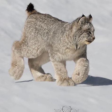 Canada Lynx, Mountain Lion, Pretty Animals, Silly Animals, Large Cats, Lynx, Animal Photo, Cute Little Animals, Beautiful Cats