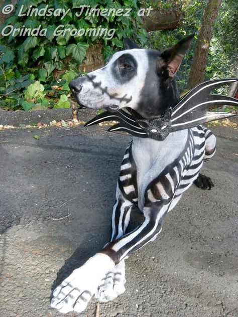 Creative grooming pet paint on doberman nightmare before Christmas jack skellington Scary Halloween Costume Ideas, Scary Halloween Costume, Diy Dog Costumes, Pet Halloween Costumes, Animal Costumes, Scary Halloween Costumes, Dog Halloween Costumes, Dog Costumes, Halloween Animals