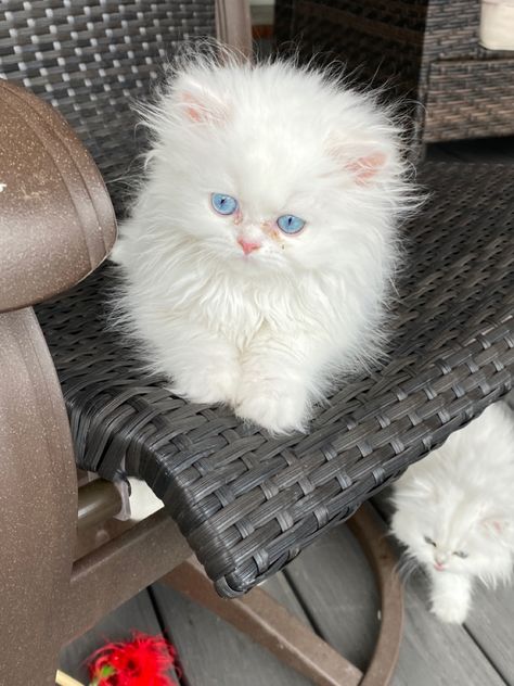 Teacup Persian Cats, Teacup Persian Kittens, Persian Kittens For Sale, Rare Cats, Fluffy Kittens, Persian Kittens, Cute Cats Photos, Gorgeous Cats, Cute Kittens