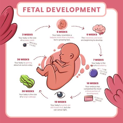 Prenatal Development, Baby In Womb, Development Milestones, Surrogate Mother, Fetal Development, Baby Stage, Development Activities, Family Health, Vector Hand