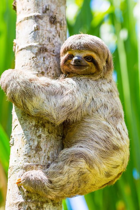 Sloth Photos, Amazon Animals, Small Wave Tattoo, Amazon Forest, Animal Family, Sloth Stuffed Animal, Rainforest Animals, A Sloth, Amazon River