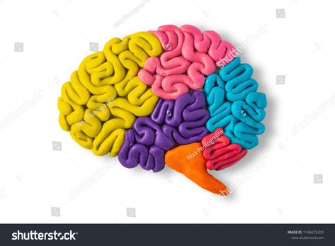 Clay model of brain anatomy on white backgroundbrain#model#Clay#background Kidney Clay Model, Clay Brain Model How To Make, 3d Brain Project Ideas, Clay Brain Model, 3d Brain Project, Brain Project Model Psychology, Brain Model Project Diy, Clay Brain, Nervous System Projects