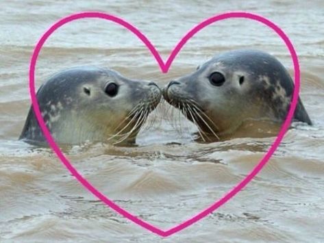 Cute Seals, Love My Boyfriend, Silly Animals, Sea Lion, Doja Cat, 귀여운 동물, Reaction Pictures, A Heart, Seals