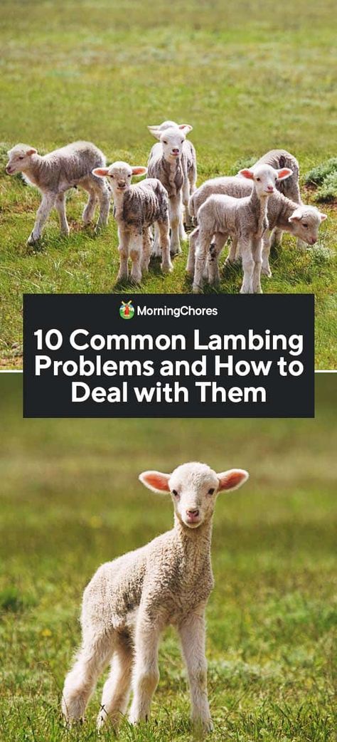 10 Common Lambing Problems and How to Deal with Them Raising Lambs For Meat, Lamb Raising, Raising Lambs, Dorper Sheep, Raising Sheep, Farming Animals, Farm Animals Pictures, Sea Animal Crafts, Sheep Farming