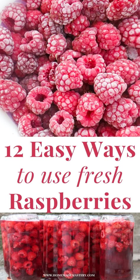 Here are 12 things to do with fresh raspberries when these tasty fruits are in season again and you've got lots of them, too many to handle! Including a few ways to preserve them and delicious raspberry recipes! What To Do With Fresh Picked Raspberries, Recipes With Raspberries Healthy, Recipes For Raspberries, Recipes For Fresh Raspberries, What To Make With Fresh Raspberries, Raspberry Healthy Recipes, Things To Make With Raspberries, Baking With Raspberries, Recipes Using Fresh Raspberries