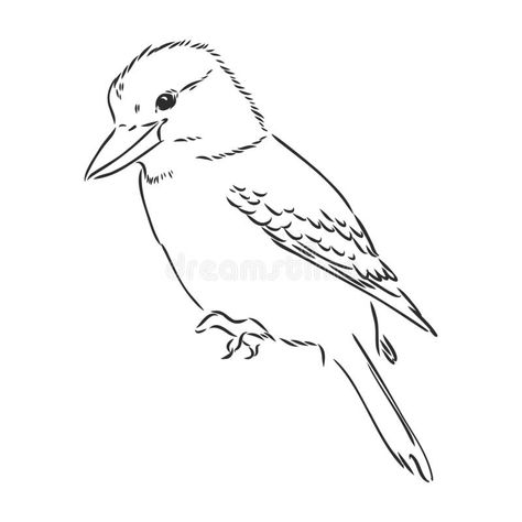 Black Outlined Kookaburra Bird-vector Drawing, Kookaburra Vector Sketch Illustration On White Background Stock Vector - Illustration of kingfisher, australian: 212507371 Kookaburra Line Drawing, Kookaburra Outline, Kookaburra Drawing Simple, Kookaburra Drawing, Kookaburra Tattoo, Matilda Art, Bird Line Drawing, Sketchbook Studies, Folk Bird