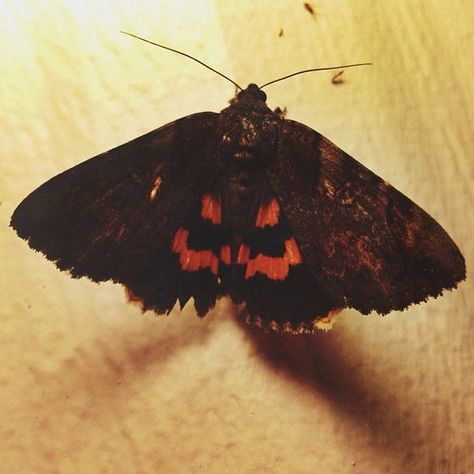 jack o lantern moth | Jack o'lantern moth | Halloween | Pinterest Tattoo Lantern, Lantern Tattoo, Beautiful Insects, Lantern Ideas, Moth Art, Moth Tattoo, Plant Tattoo, Pretty Skin, Jack O