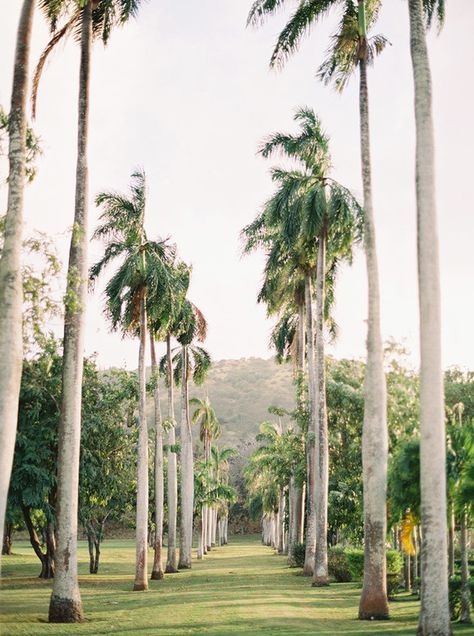 // Dillingham Ranch Wedding, Dillingham Ranch, Tropical Vegetation, Wedding Venues Hawaii, Green Pastures, Wedding Destinations, Elegant Wedding Inspiration, 100 Layer Cake, Hawaii Wedding