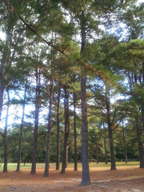 NC Pine (Long Leaf) Longleaf Pine Tree, Shortleaf Pine Tree, Lone Pine Tree, Loblolly Pine, Ponderosa Pine, Tree Service, Texas A&m, Forest Service, North Carolina