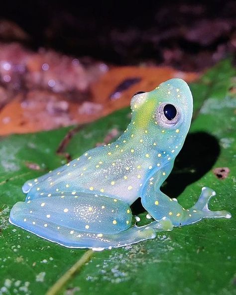 Frogspotting | How cute the frog looks Sun Princess, Frog Species, Hollywood Divas, Tree Frog, Fantasy Novel, Tree Frogs, Color Inspo, The Frog, Frogs