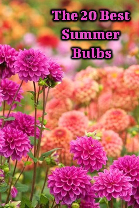 pink and peach dahlias are a great summer bulb to plant in your garden