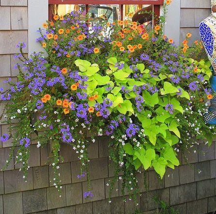 Fibermania: Container Garden Fall Window Boxes, Window Box Plants, Window Box Garden, Summer Planter, Window Box Flowers, Window Planters, Container Gardening Flowers, Flower Window, Window Planter Boxes