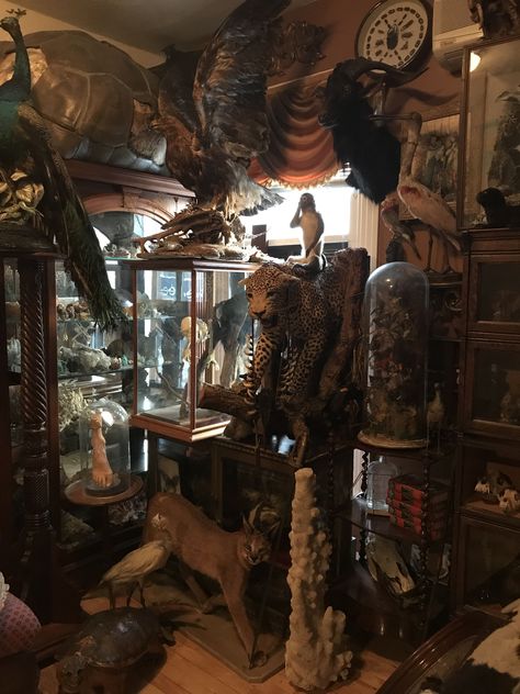 Taxidermy Decor Living Room Hunting, Corvidcore Room, Vulture Culture Room, Taxidermist Aesthetic, Fantasy Taxidermy, Taxidermy Room, Taxidermy Aesthetic, Taxidermy Collection, Taxidermy Shop