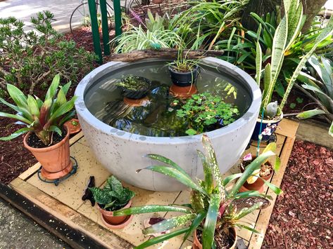 Pond Pot, Pond In A Pot, Mini Pond, Container Water Gardens, Frog Pond, Front Entrance, A Pond, Front Entrances, Ponds