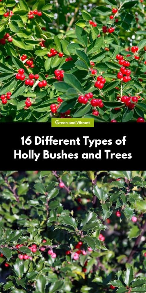 Holly trees and bushes encompass more than 400 plant species. The majority of these are dioecious, so they require both a male and female plant within pollination distance of each other in order for the female to produce fruits. Holly can be evergreen or deciduous and range greatly in size and shape. Holly Bush Landscape, Holly Trees For Privacy, Holly Bushes Front Yard, Holly Bushes In Landscaping, Holly Trees Landscaping, Berm Landscaping, Perma Culture, Holly Trees, Holly Shrub