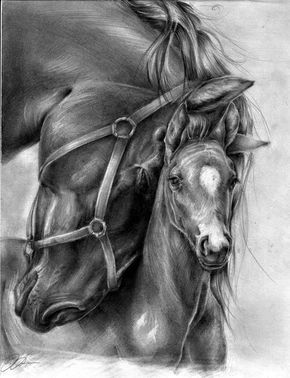 Realistic Animal Pencil Drawings (36) Animal Pencil Drawings, Pencil Drawing, Pencil Drawings, Pencil, Horses, Black And White, Drawings, White, Black