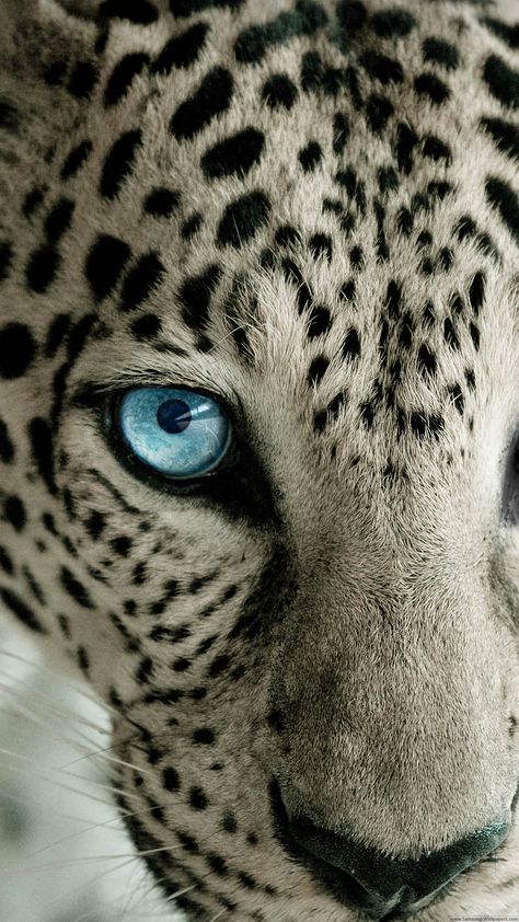 60 Cute Animals iPhone Wallpapers You Would Love to Download – Available Ideas Snow Leopard Pictures, Leopard Pictures, Macan Tutul, Regard Animal, Regnul Animal, Gato Grande, Animale Rare, Cheetahs, Snow Leopard