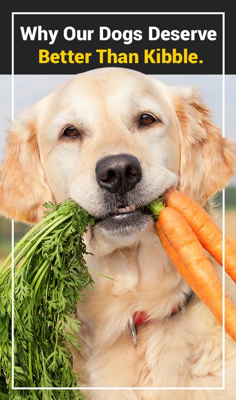 Why My Family Won't Feed Our Dogs Kibble Anymore Can Dogs Eat Carrots, Dog Food Delivery, Dog Nutrition, Dog Diet, Dog Care Tips, Can Dogs Eat, Homemade Dog Food, Dog Eating, Healthy Dogs