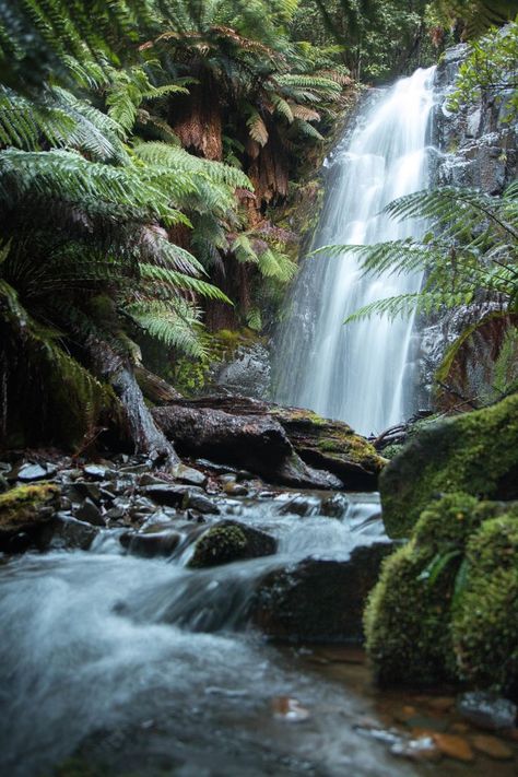 Travel Photography  | Travel Destinations | Highlights | Bucket List | Sightseeing |Vacation | Holiday | Wanderlust   | | Travel Ideas | Oceania Destinations | Nature  Australia #travel #australia #photography #tasmania #waterfall      Myrtle Forest Falls  Myrtle Forest, near Collinsvale 30 min walk. Nature Photography Forest, Photography Forest, Forest Falls, Waterfall Pictures, Best Nature, Water Falls, Scenery Pictures, Les Cascades, Bucket Lists