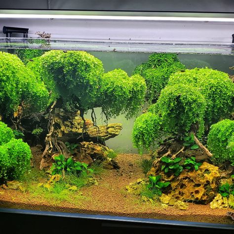 Underwater Forest, Aquarium Bonsai, Aquarium Rocks, Tropical Fish Aquarium, Live Aquarium Plants, Tropical Aquarium, Aquascape Aquarium, Live Aquarium, Aquarium Plants