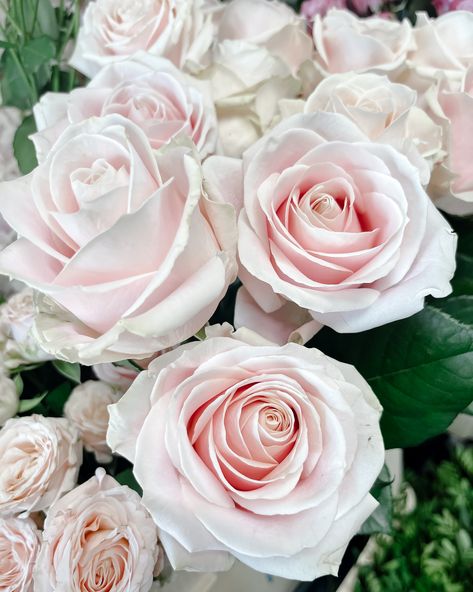 Gorgeous 'Sweet Avalanche Roses', a lovely large headed, pale pink rose which is a great flower option if you have a pink or pale pink colour theme for your wedding flowers. It will lend itself to larger or smaller flower arrangements. Pink Avalanche Roses, Sweet Avalanche Rose, March Wedding Flowers, Fresh Flower Bouquets Wedding, August Wedding Flowers, June Wedding Flowers, July Wedding Flowers, Altar Flowers Wedding, Wedding Flower Table Decorations