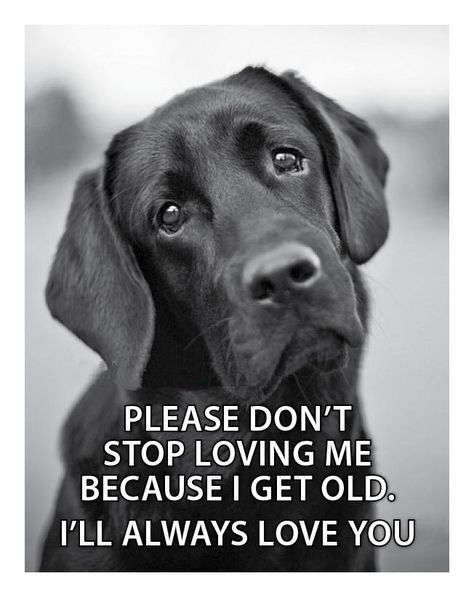 Quotes About Loving Dogs, Pet Quotes Dog Love, My Dog Loves Me Quotes, Dogs Love Quotes Heart Loyalty, Dog Love Quotes Unconditional, Rescue Quotes, Dog Heaven Quotes, Dog Poems, Dog Quotes Love