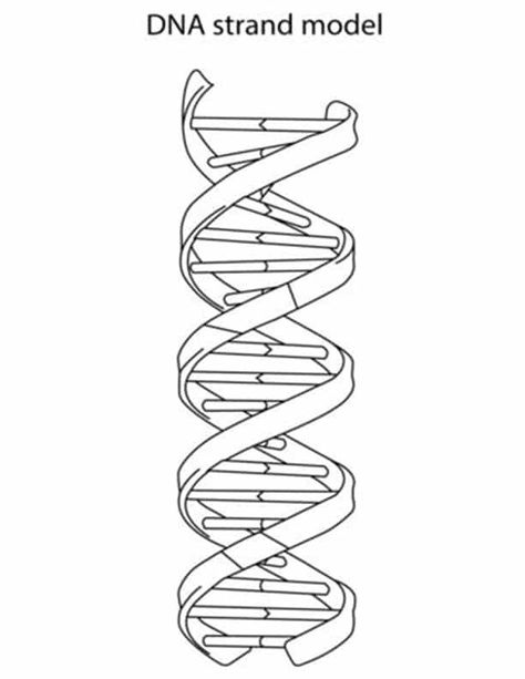 Fun Science coloring pages for your little one. They are free and easy to print. The collection is varied with different skill levels Dna Strand Art, Dna Model Drawing, Dna Strand Drawing, Dna Strand Tattoo, Dna E Rna, Dna Worksheet, Dna Drawing, Dna Artwork, Science Tattoo