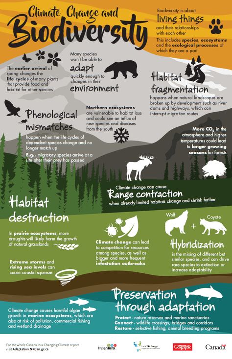 What Climate Change Means For Earth’s Animals | Daily Infographic Environmental Science Lesson Plans, What Is Climate, Info Poster, Environmental Education, Environmental Awareness, Environmental Science, Earth Science, Permaculture, Let's Talk