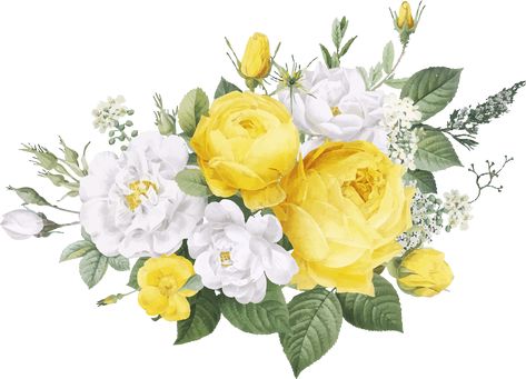 Yellow & White Rose Yellow Flowers Png, Yellow Floral Background, Picture Boy, Yellow Flower Art, Rose Image, Roses Png, Flower Png Images, Mughal Art Paintings, Rose Day