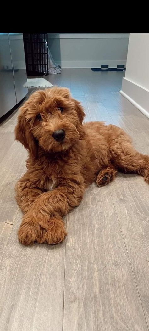 Cocker Spaniel Golden, Aussiedoodle Puppies, Mini Goldendoodle Puppies, Cockapoo Dog, Cockapoo Puppies, Doodle Puppy, Mini Goldendoodle, Good Dog, Really Cute Dogs