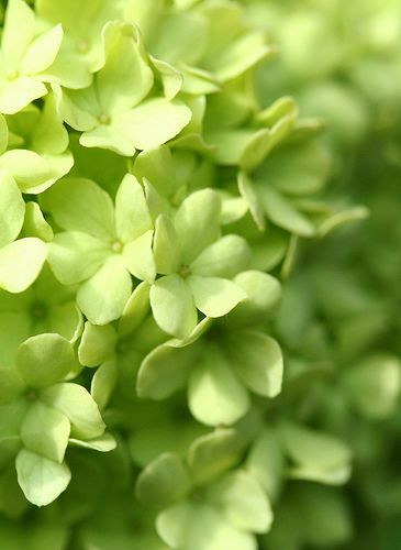 Color Verde Lima - Lime Green!!! Green Hydrangea, Peridot Green, Simple Green, Green Nature, Green Wallpaper, Spring Green, Green Aesthetic, Color Of Life, Pale Green